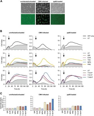In Vitro Profiling of Commonly Used Post-transplant Immunosuppressants Reveals Distinct Impact on Antiviral T-cell Immunity Towards CMV